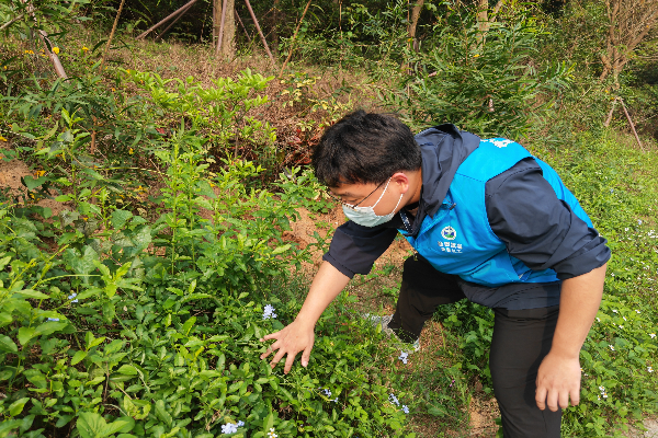 禁毒社工仔細辨認植物 (3).jpg